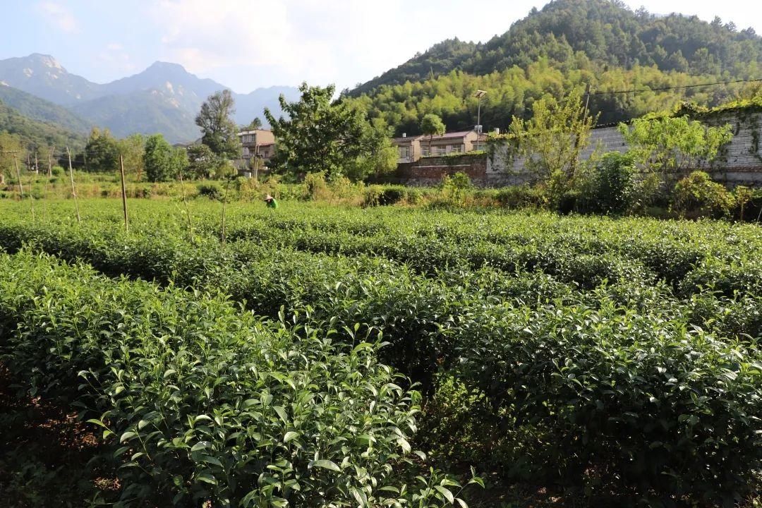 初夏，龟峰山依旧值得！门票降价，新景点等你来打卡