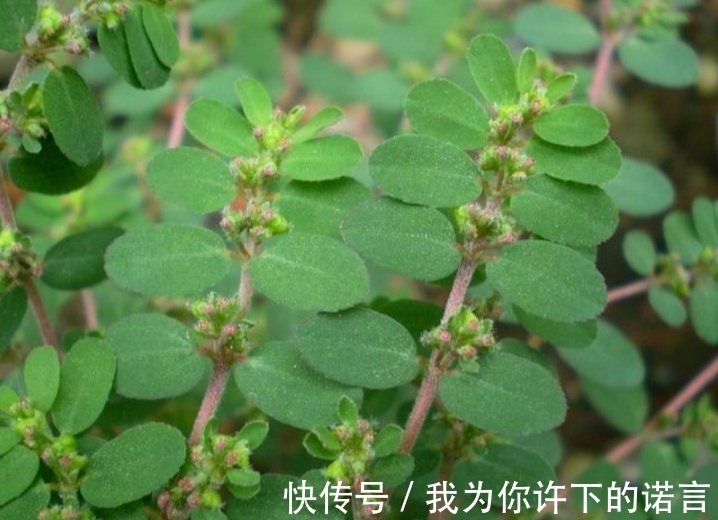 采摘|农村常见的奶草是“宝贝”,辨清不要与马齿苋混淆,误吃多了不好