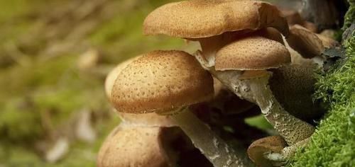 甲状腺结节的“源头”找到了，记住“2吃2不吃”，结节慢慢好转