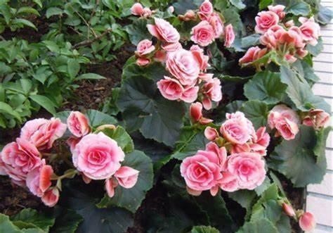 不要再随便给花喷水了,并不是所有的盆栽都适合喷水!