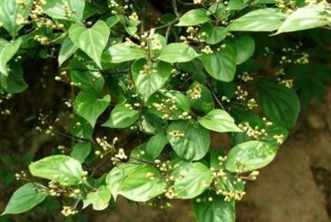  制作|农村植物“神仙树”，树叶可充饥现在卖2元1斤，做豆腐堪称一绝