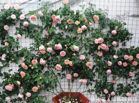 铁线莲|家里有小院,种上爬藤花,爬上墙爬上窗,美到极致,天上人间