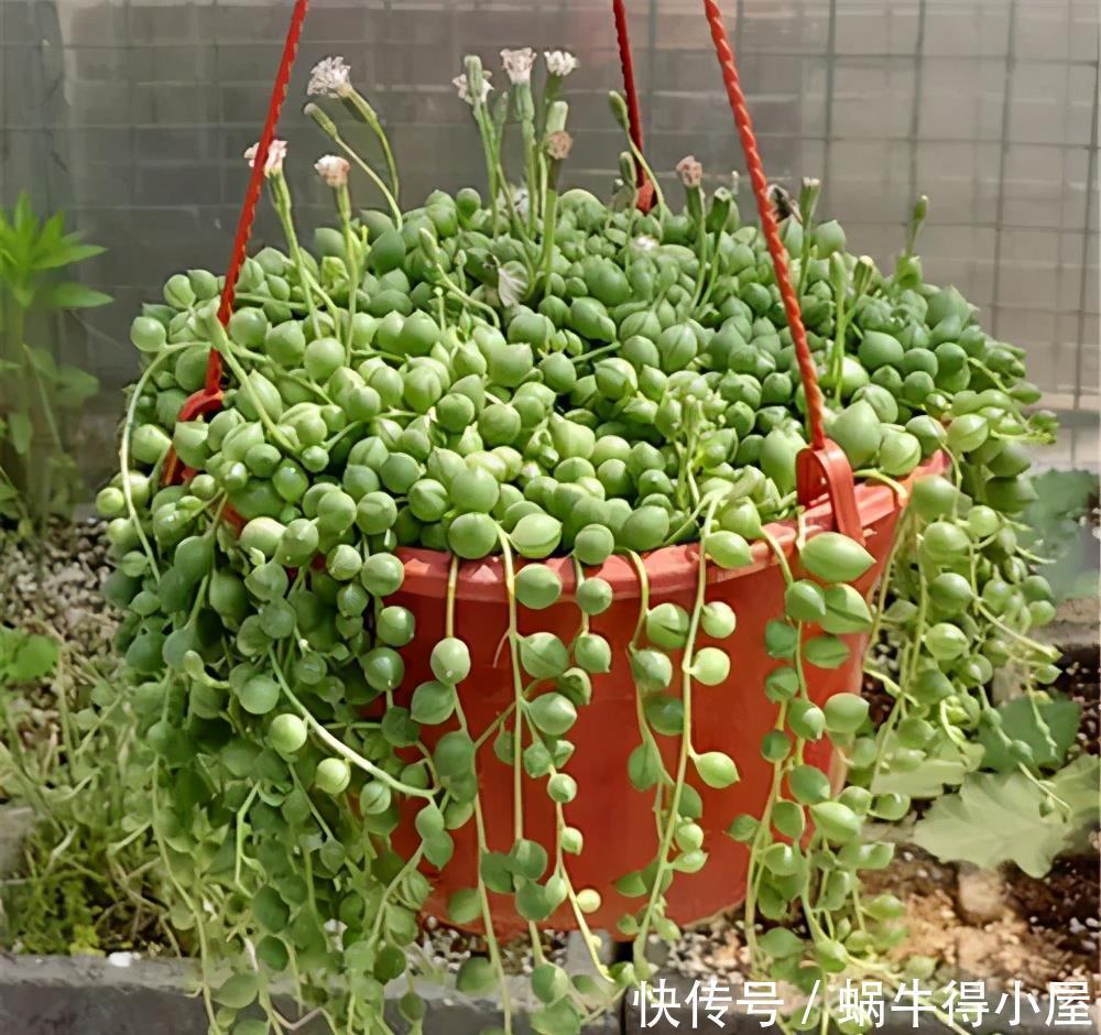 多肉植物|3种多肉不怕阴,北阳台摆几盆,清新可爱,生机勃勃