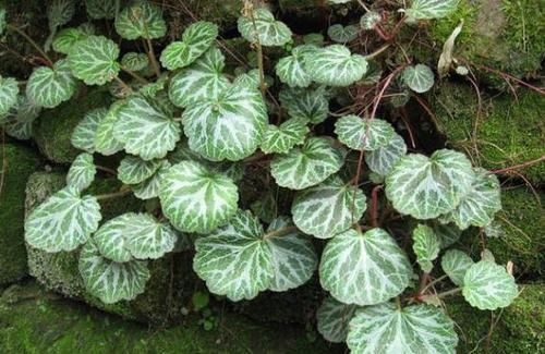 根系|养花种草:规避掉2个坏习惯,植株不再枯黄腐烂、出新问题