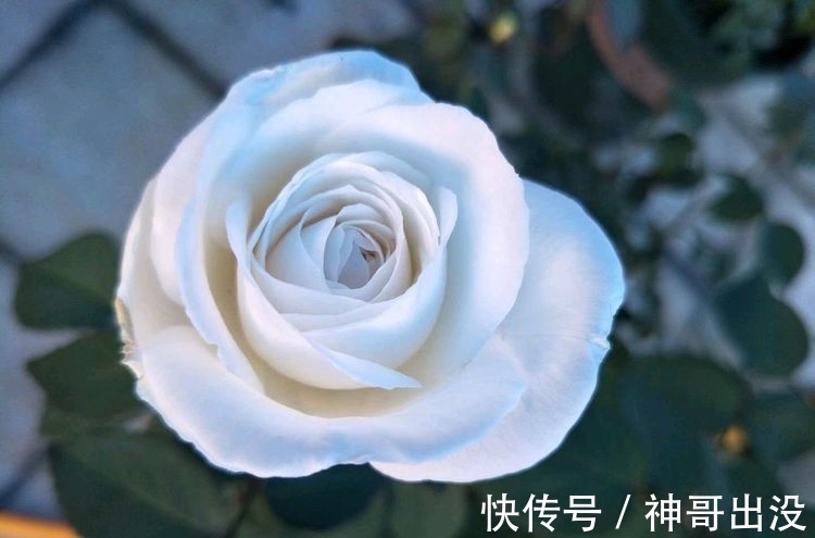 芹叶牡丹芹叶牡丹|几种女神花,婀娜多姿,漂亮高贵优雅,花大色艳真漂亮