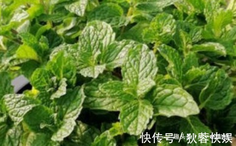 这3种“懒人花”,好看又耐旱,越旱越开花,水多很容易死