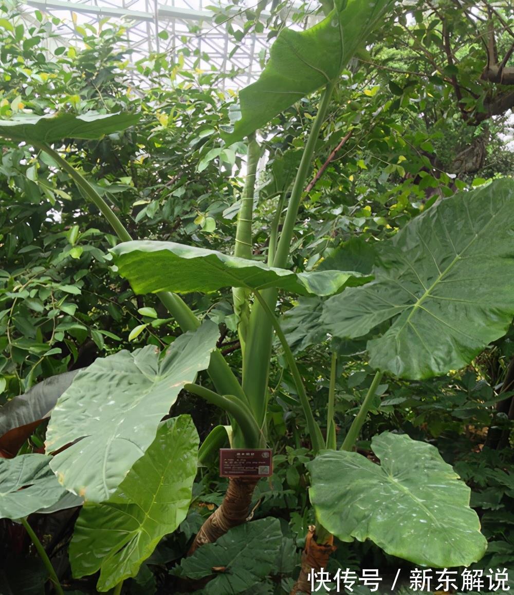 5种“毒花卉”,再漂亮也没用,家有孩子慎养,赶快丢到外面去