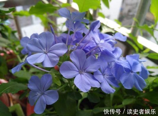 雪花|以前只知道有蓝雪花,原来还有白雪花、红雪花,你都见过吗