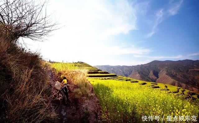 人间|油菜花漫舞在云南大姚紫丘山麻街村的山岗