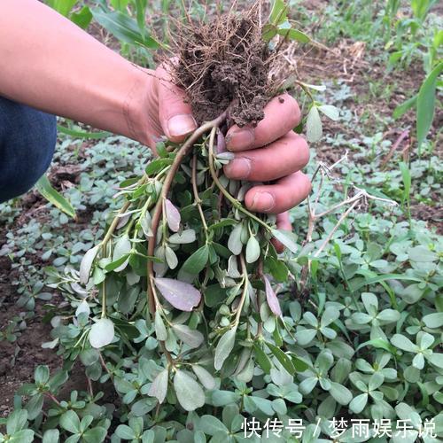 马齿苋|田间常见的“恶性杂草”，很招人烦，殊不知炖汤味更鲜，还大补