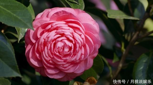 花草匠|这花,不是牡丹胜似牡丹,花开210天,好存活,零下8度也能“旺”