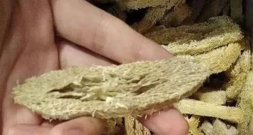 花盆底部垫一层它,养花10年不烂根,你用过几种