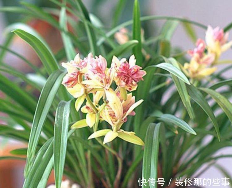 4种花,一养就爆盆,爆成大瀑布,比法国香水还香