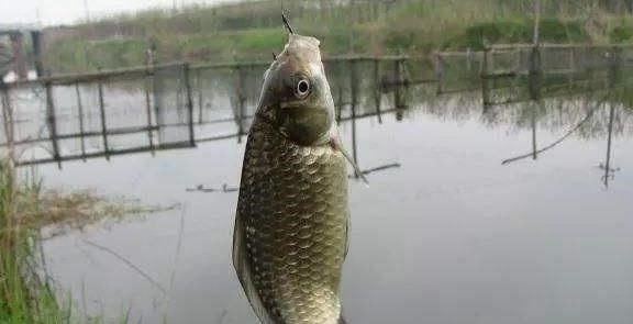 别看这东西便宜,却是鲫鱼最爱吃的饵料,它就在你身边