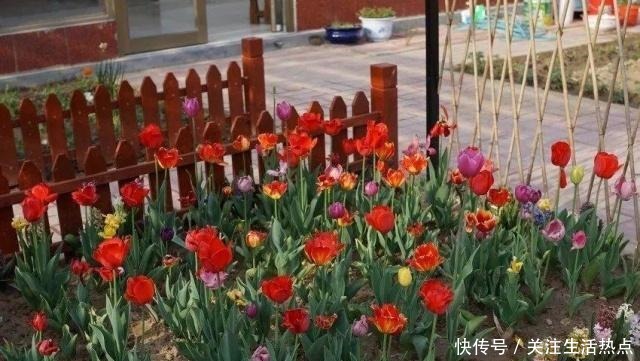 旧农舍改造成花园，一年四季花开不断，邻居看了羡慕的不得了！