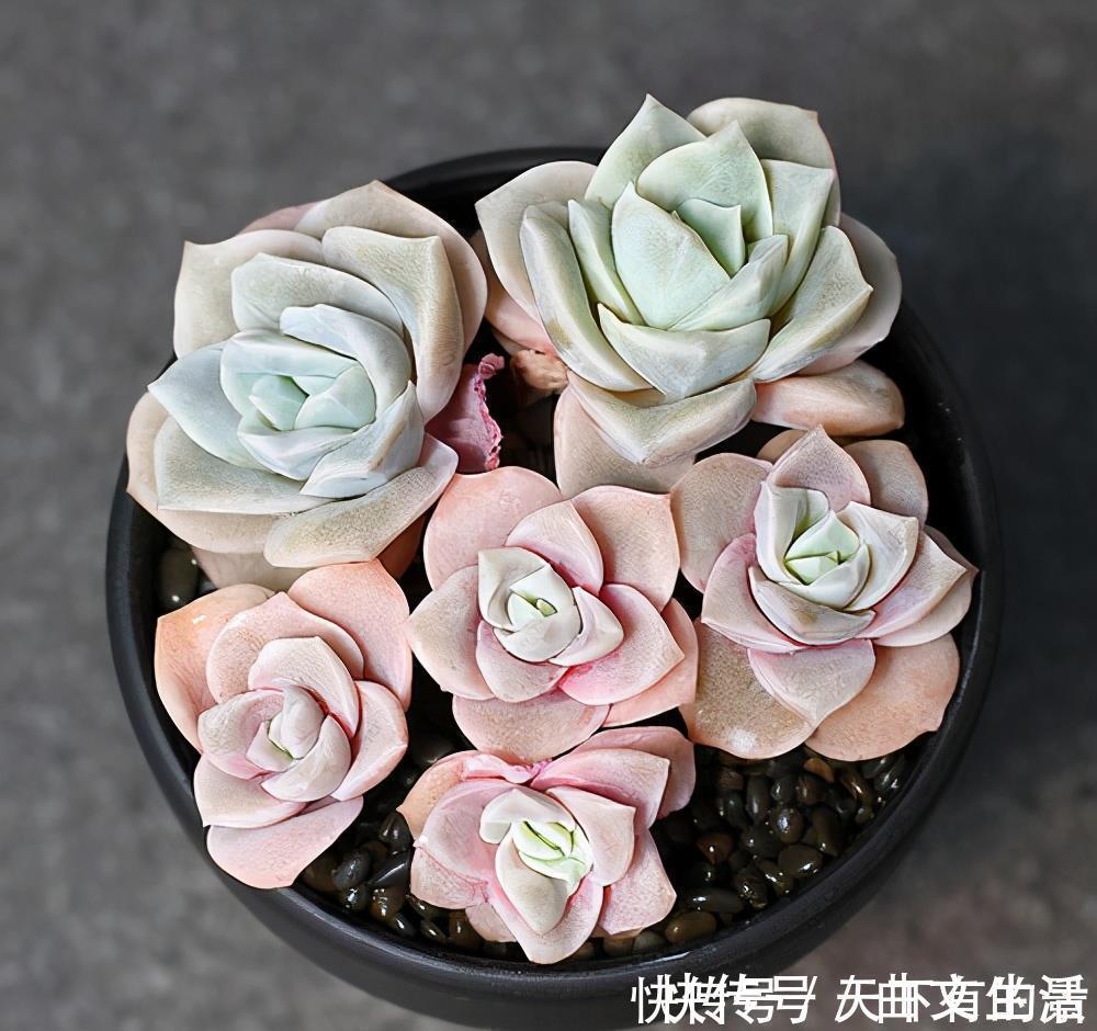 多肉|被拉下神坛的可爱多肉,曾经贵到退步,现在价格便宜少有人养