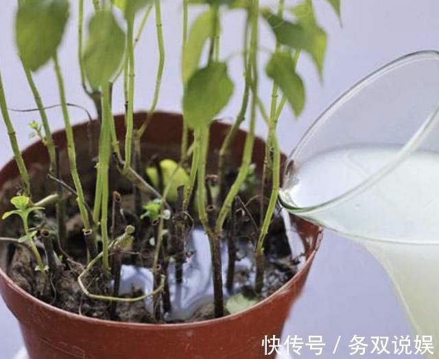家里的3种“肥水”,放着没用,浇在花盆上就是“营养液”,值