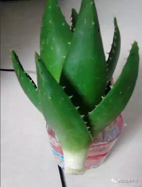 白根|君子兰芦荟烂根，切一刀谅一晾，10天又能长出大白根！