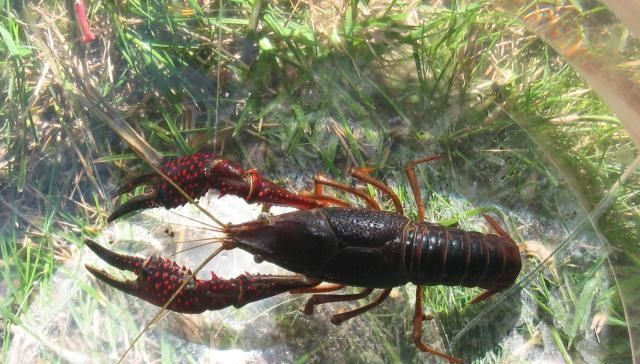 标准|它被错认成“小龙虾”,生长环境堪称仙境,味道极鲜却少人吃