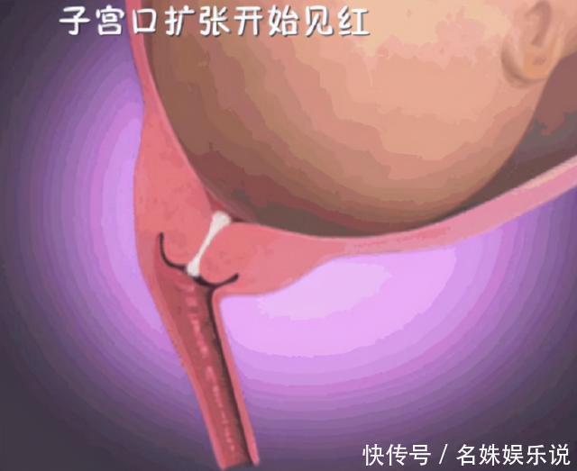 子宫|宝宝是如何出生的?那么小的口那么大的娃,看完还觉得生娃简单吗