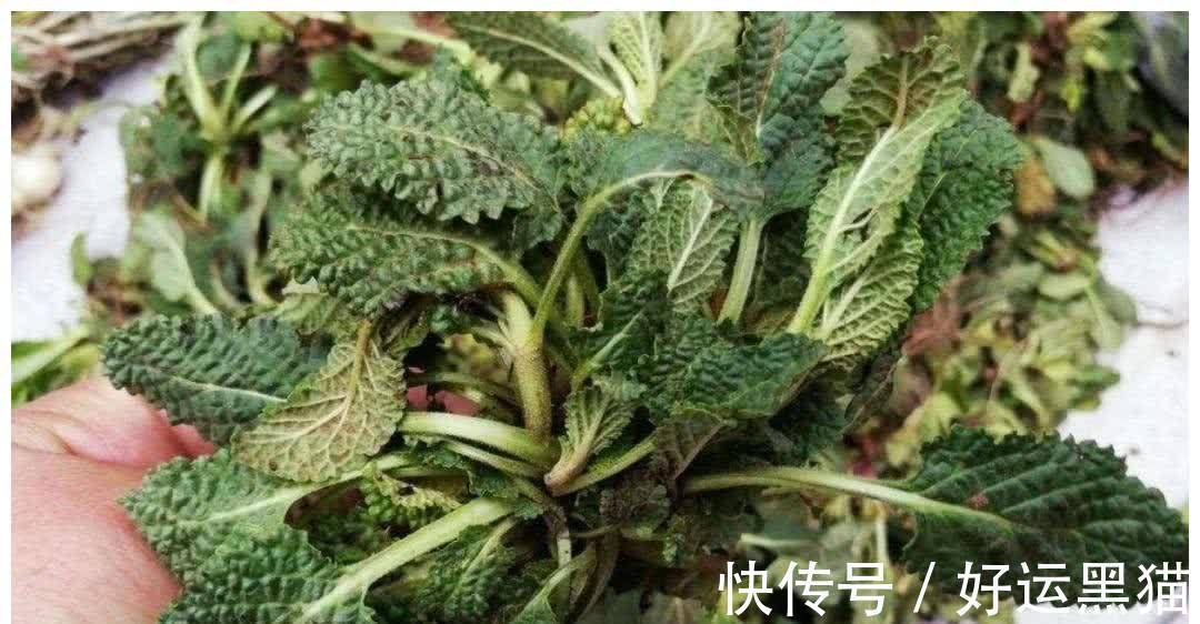 食疗方|冬季咳嗽痰多，莫慌？常用此物泡水喝，止咳润肺，胜过止咳药