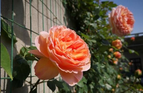 叶子|月季花发芽了却没叶子都怪土里这个物质太多