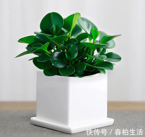肥效|柚子皮做肥料养花,给花浇一点,蹭蹭冒花苞!
