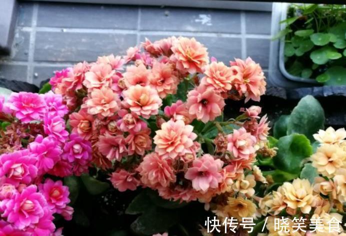 养6种花怕水多,烂根又烂叶,水少长势旺,开花开得多