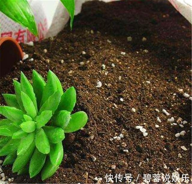 旺盛|三伏天养花，6个“坏毛病”戒掉，植物安全度夏，越长越旺盛