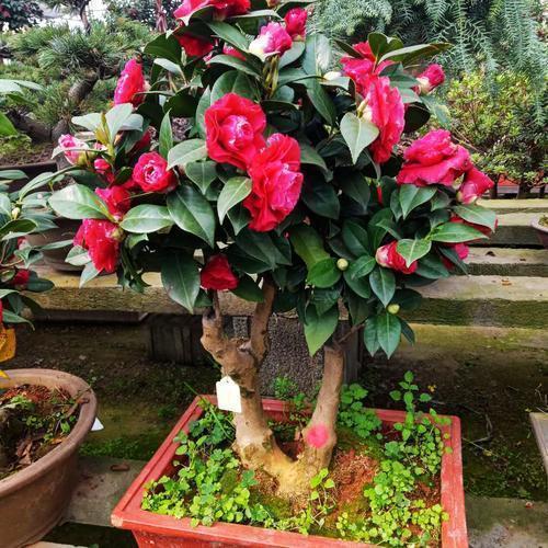 2种冬天照样爆盆的花,耐冻花香淡雅不甜腻,养一盆不亏