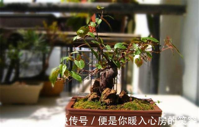 4种“名贵中药”做盆景，一养就是30年，土豪出价“5万”都不卖！