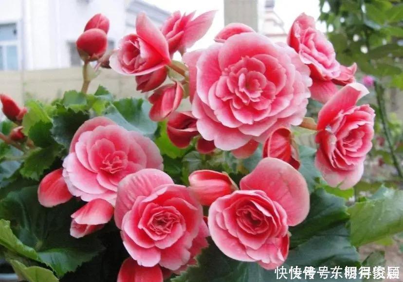 养花|这些“赔钱花”再漂亮也不要养，新手养殖要避开，不然越养越糟心