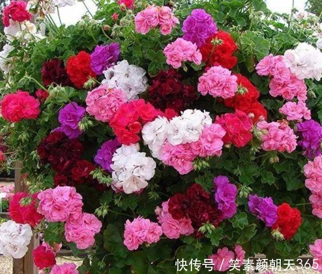 谁见了都喜欢的“4种花”，比牡丹还漂亮，开花硕大香味浓！