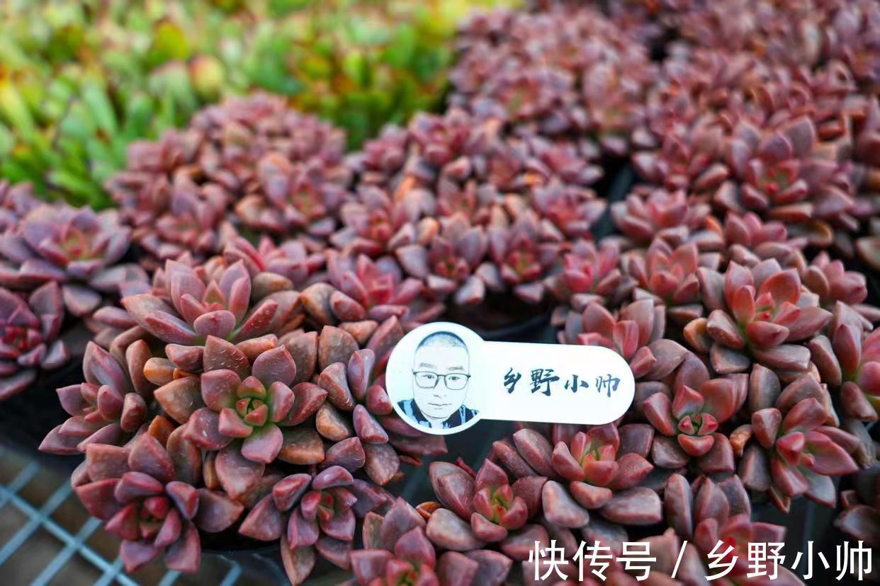 冬天容易掉色摊大饼,养上这些治愈系多肉,冬天也能萌萌哒