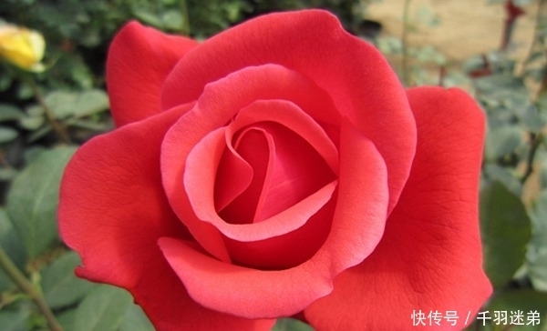 关键|婆婆养月季只选一种，好养抗性强，关键“爱”开花，比养欧月实在