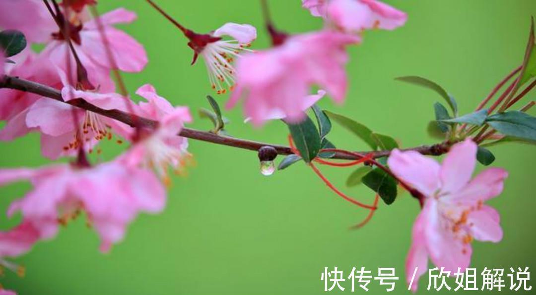 献钱尚父#晚唐高僧贯休这首《落花》,第一句就写得很美,蝶醉蜂痴一簇香