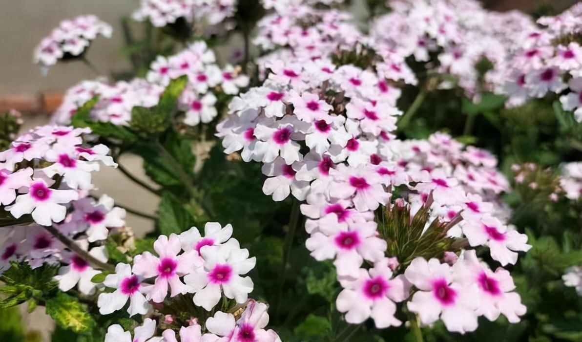 农历九月十八霜降后，养什么花？家里养3种花，前途光明平安喜乐