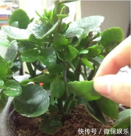 长寿花不会养没关系，记住以下几个数字，让你轻松养爆盆