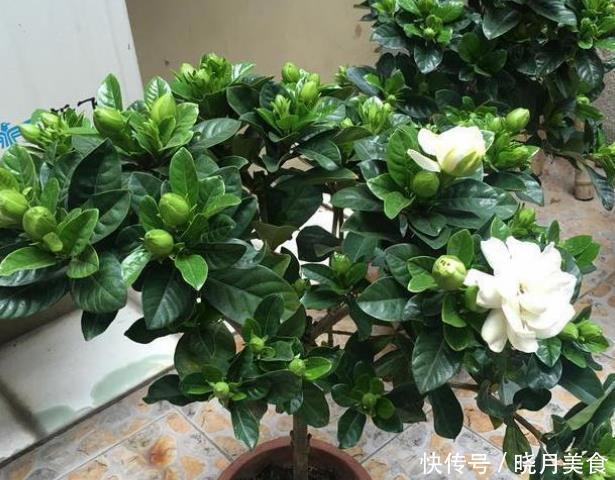 栀子花的花蕾开不了?做好一点,叶子水灵灵,花苞完美绽放