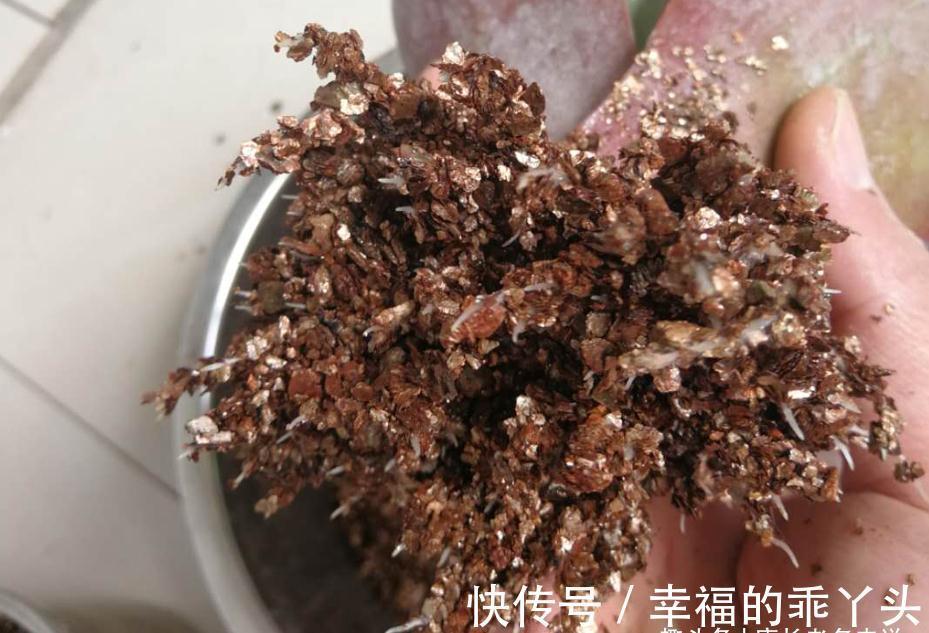 硅藻土|平常养多肉麦饭石、硅藻土、蛭石和赤玉土在使用上有什么区别?