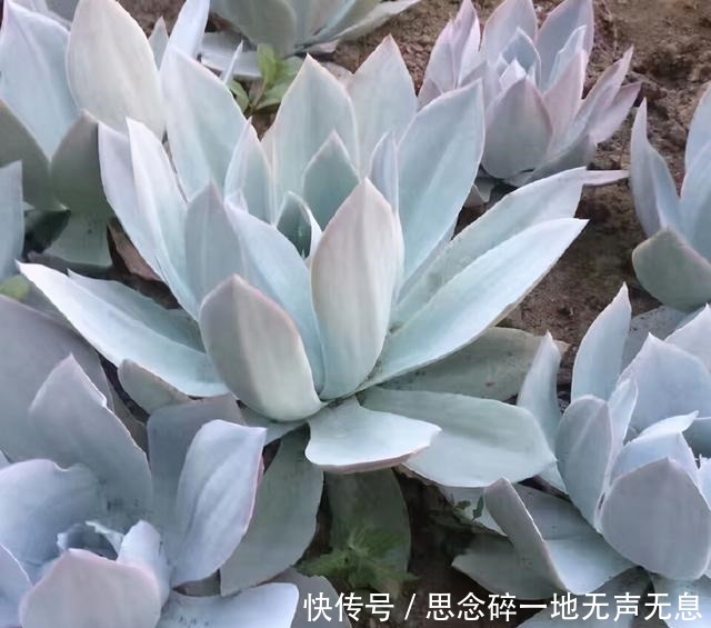 这三“普货多肉”寓意好,越老越值钱,养成老桩可当“传家宝”!