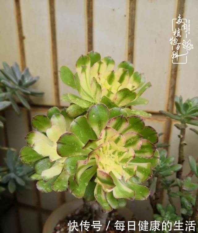 如何让多肉变美看看我是如何宠它们的!如何让多肉变美看看我是如何宠它们的!