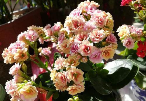 年宵花|家里养了3种花,到了夏天要修剪,不黑腐安全度夏