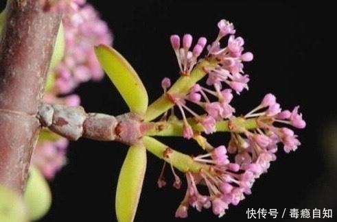 多肉|这5种多肉开花就像中奖一样,雅乐之舞最不常见,桃蛋开花最好看!