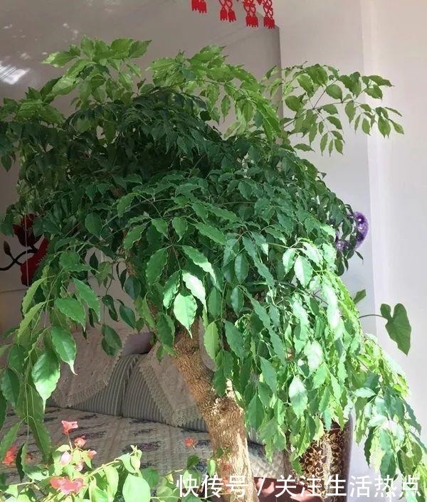 幸福树|客厅养4种“树”真过瘾，几年长到2米高，懒人养“最合适”！