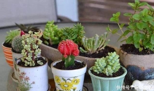 花快死了别着急仍，学会这几种方法，能让植物起死回生，各个爆盆