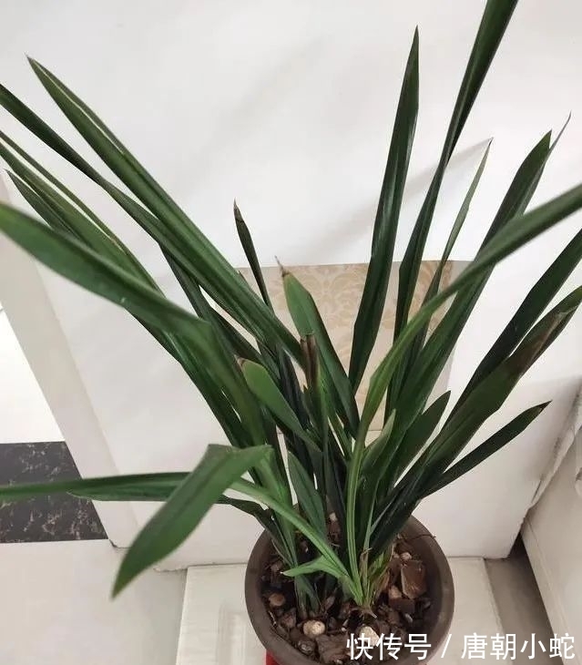肥料|兰花生命力很强,决定能否种植成活的,并不是土壤与肥料