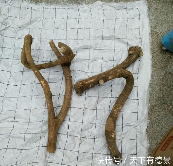 移栽|三角梅老根不要丢,4步做成根艺盆景,价值翻倍