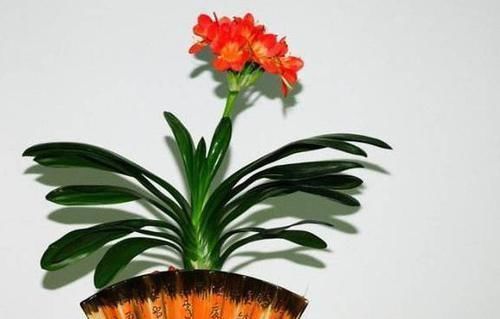 不会养君子兰?插根竹签子,立竿见影,养出高品质君子兰