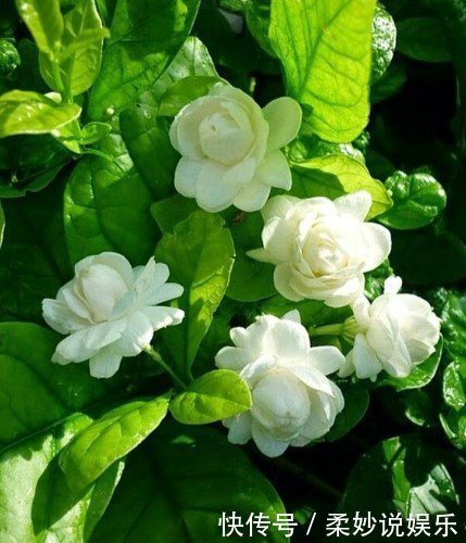 芳香|这5种花卉盆栽，美丽又好闻，花期长，花量大，给家里满屋馨香